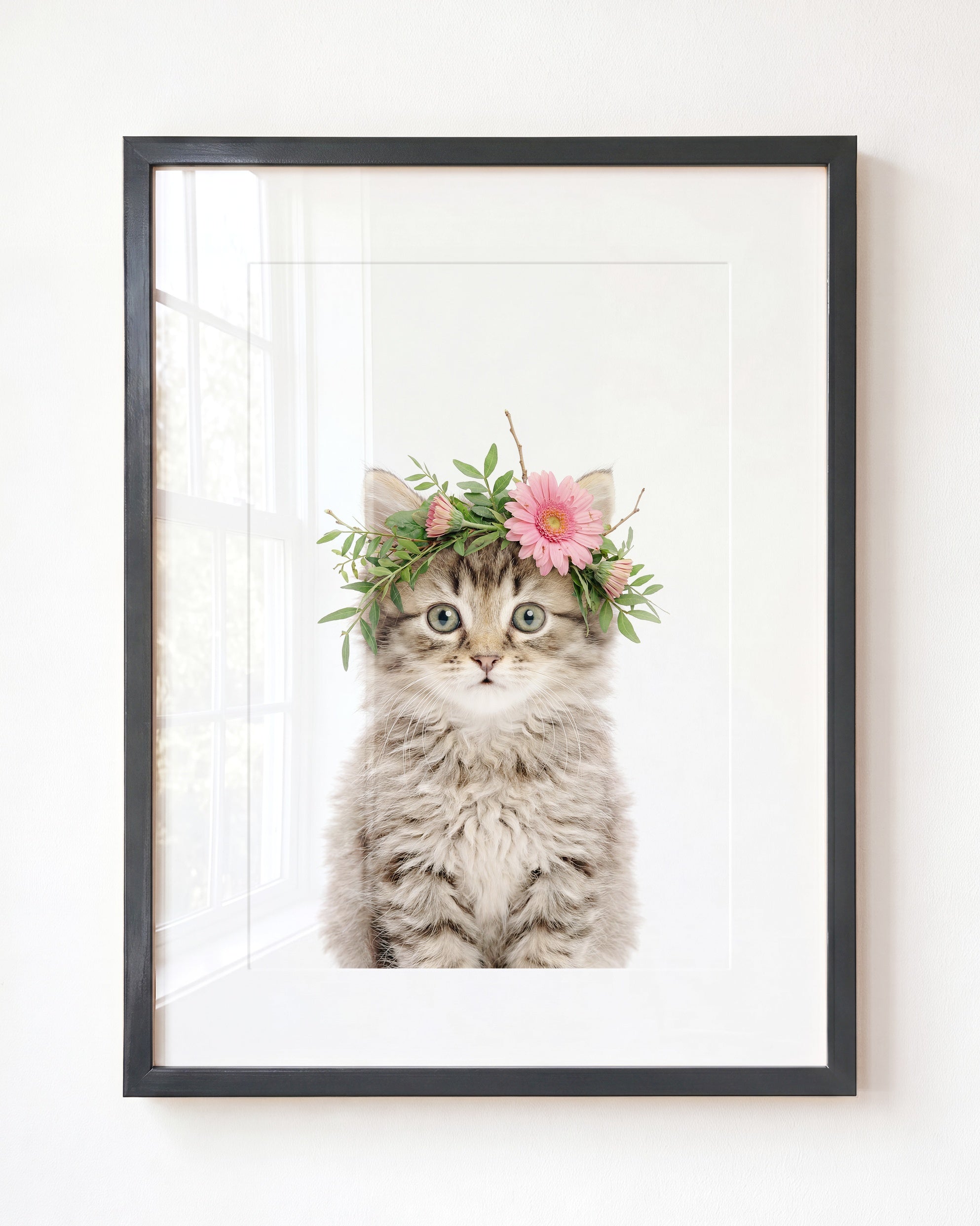 Baby Kitten