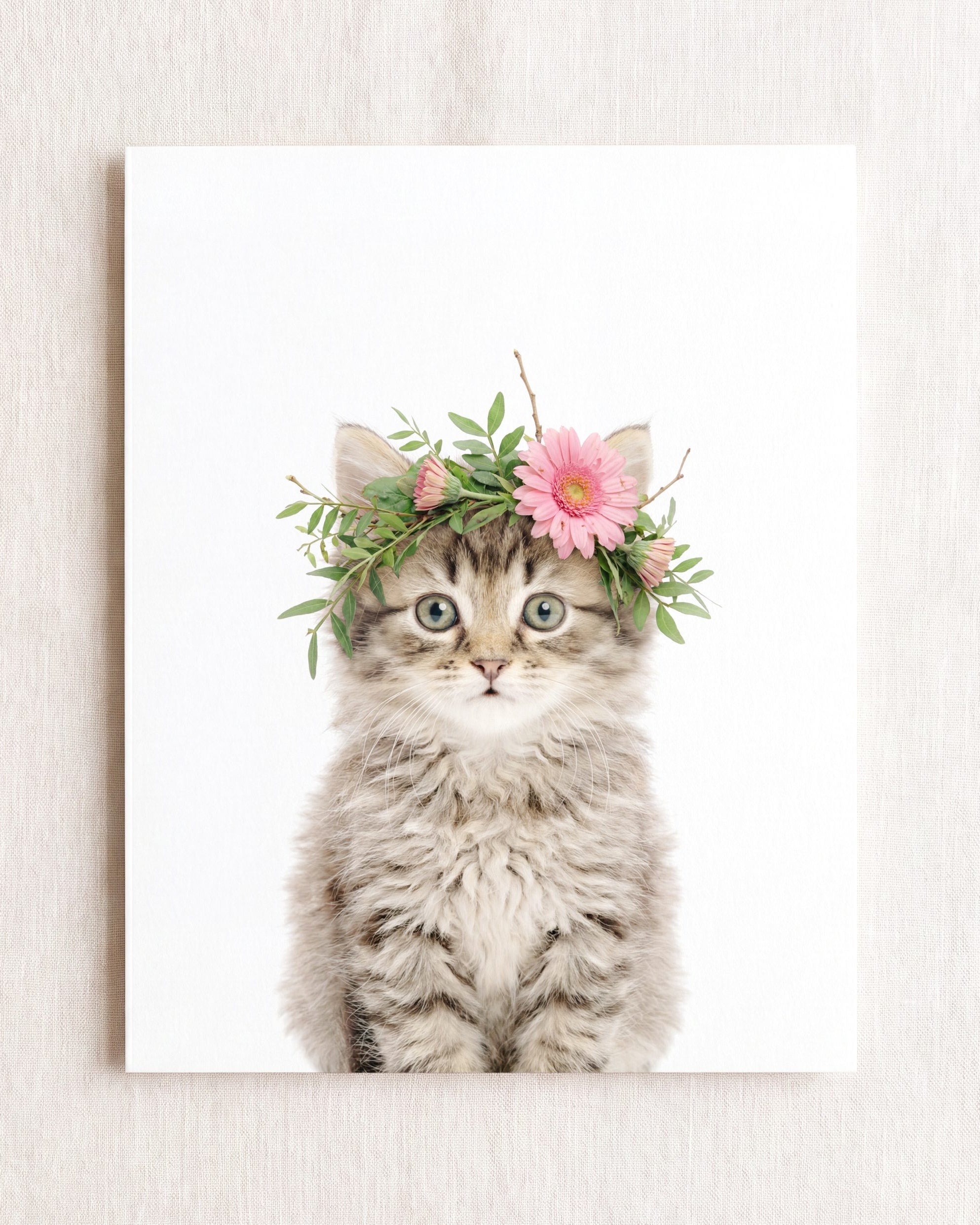 Baby Kitten