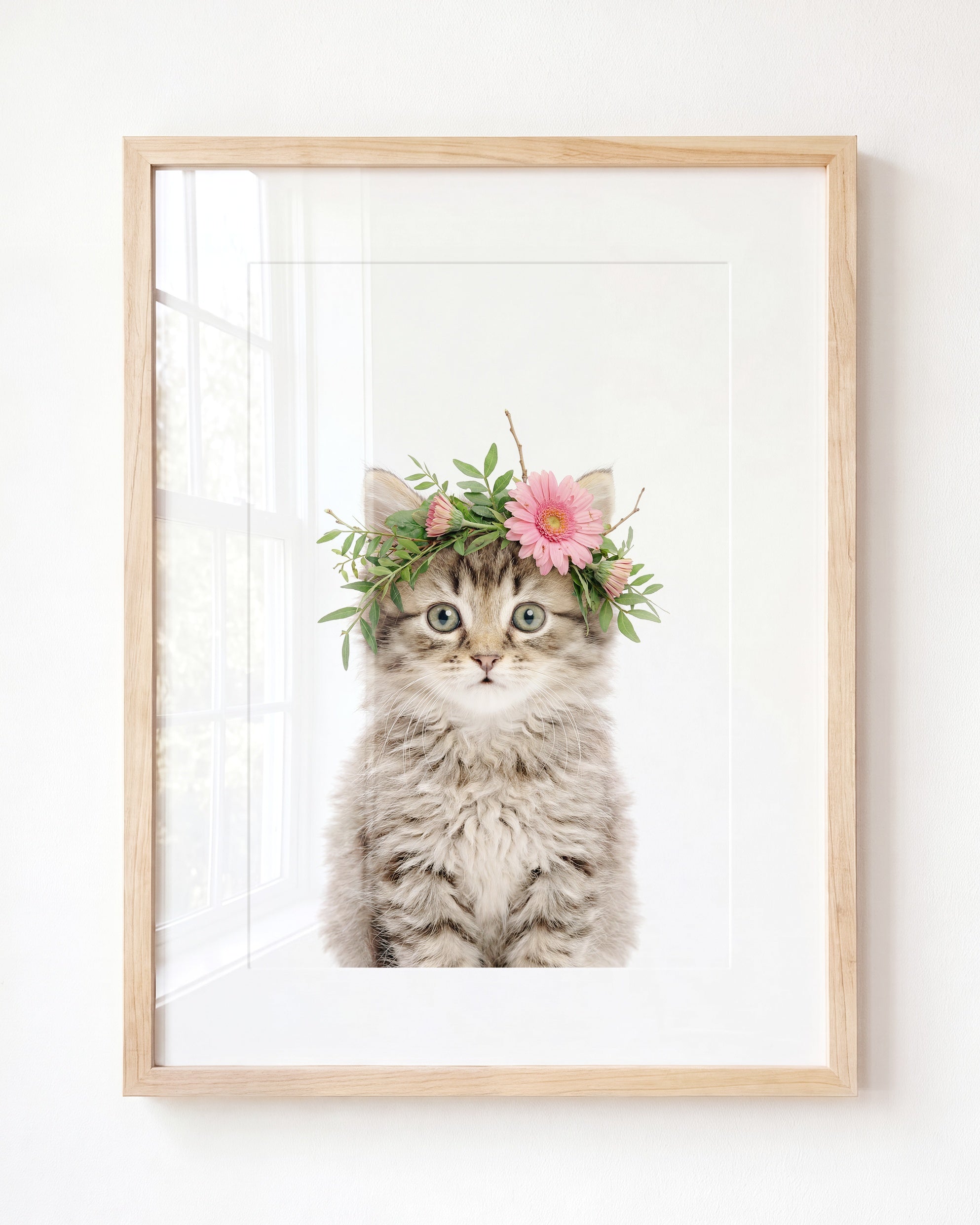 Baby Kitten