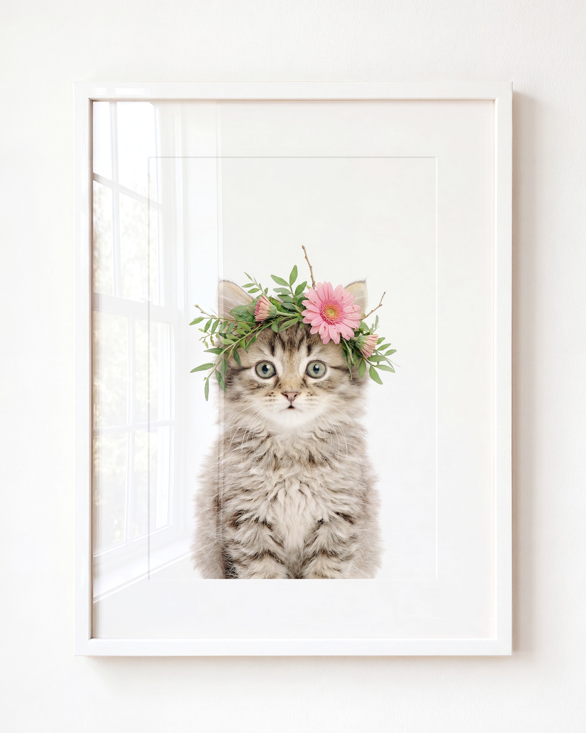 Baby Kitten