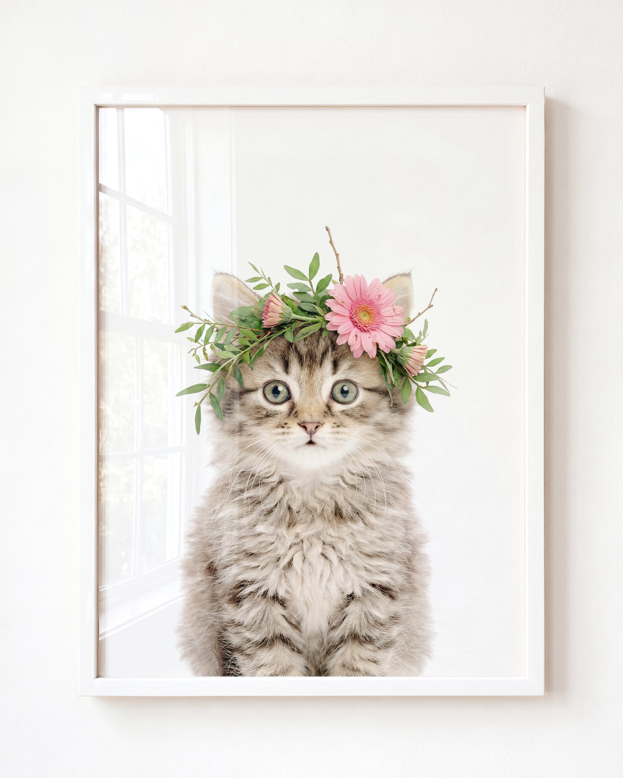 Baby Kitten
