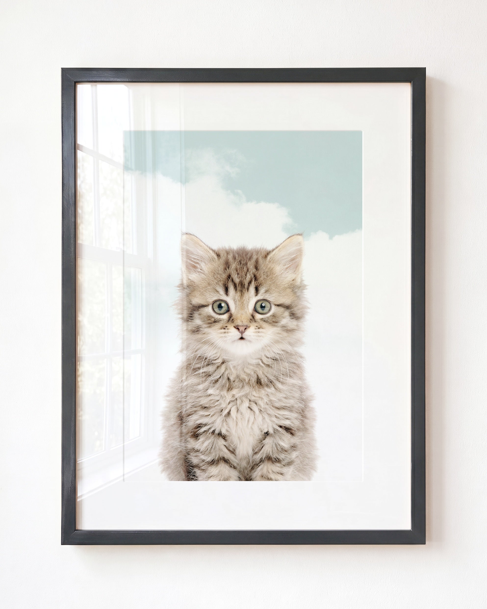 Baby Kitten