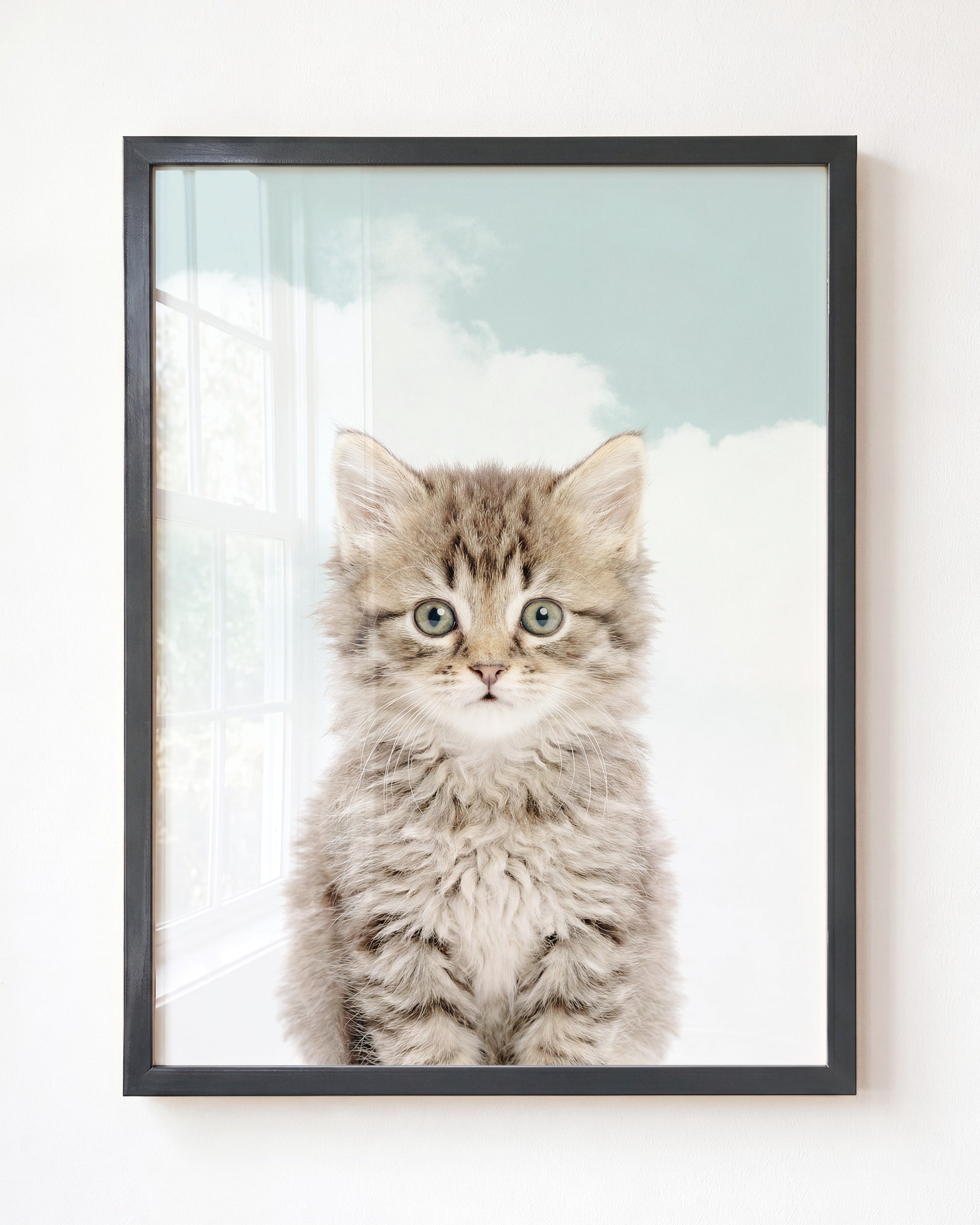 Baby Kitten