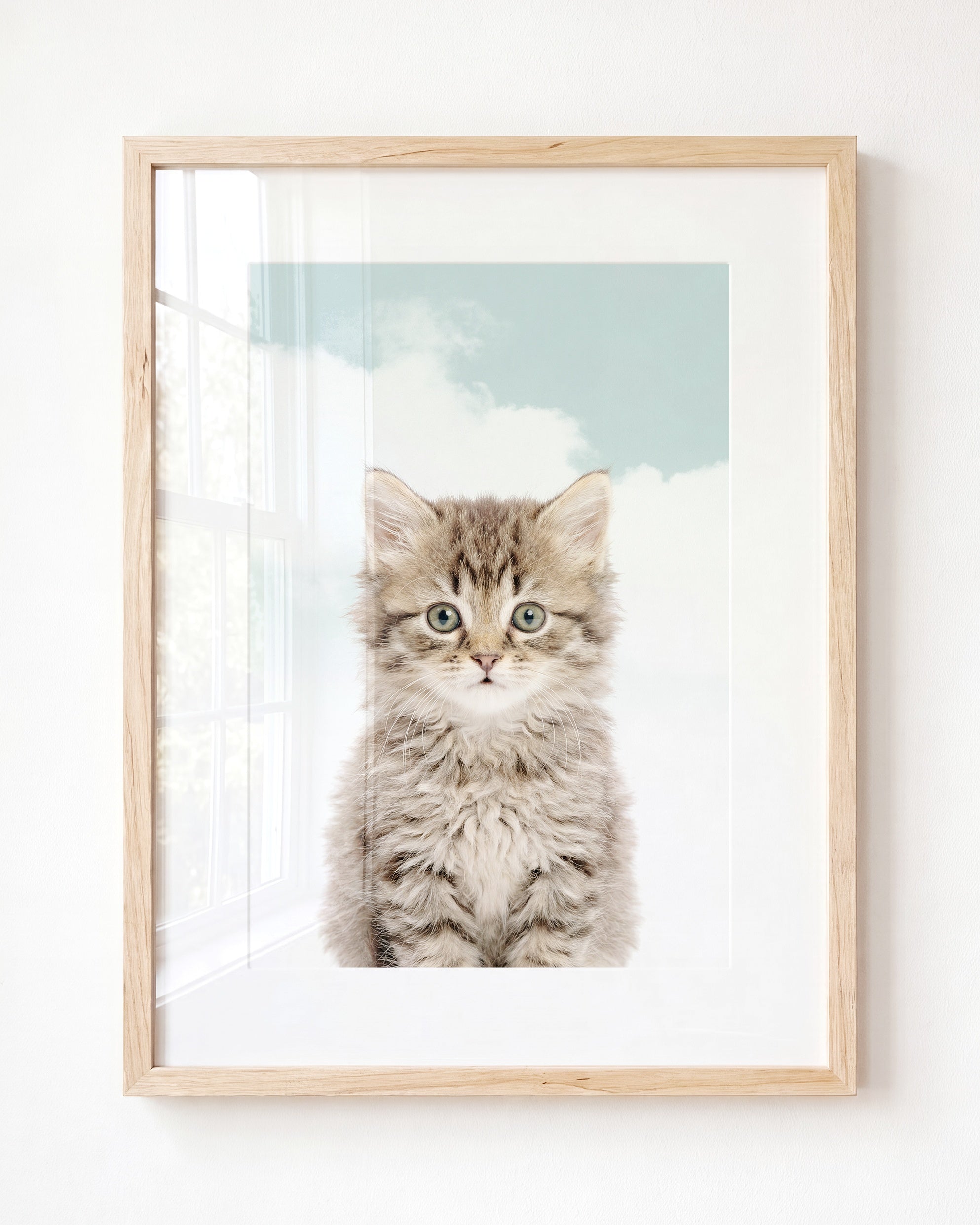 Baby Kitten