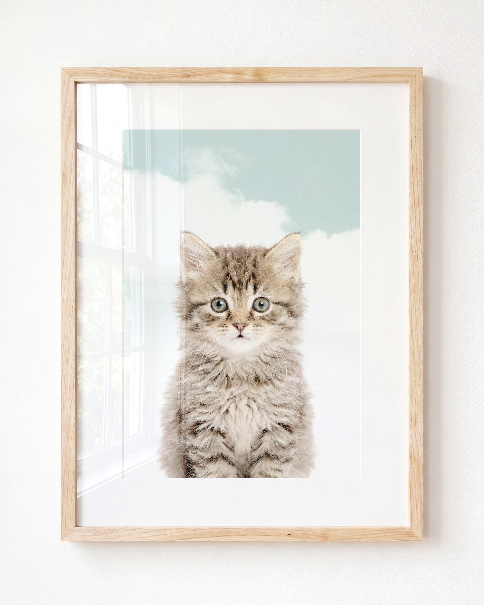 Baby Kitten