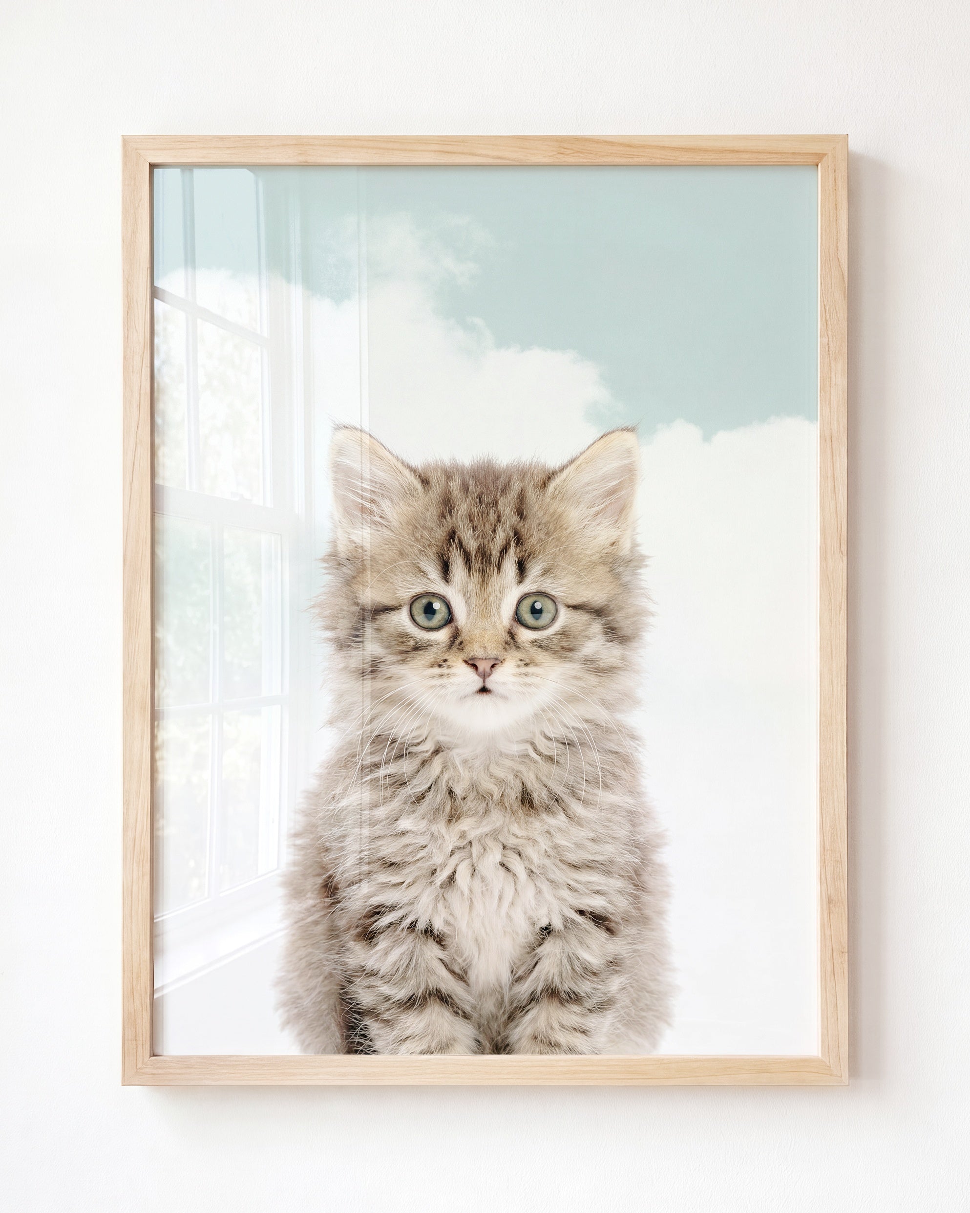 Baby Kitten