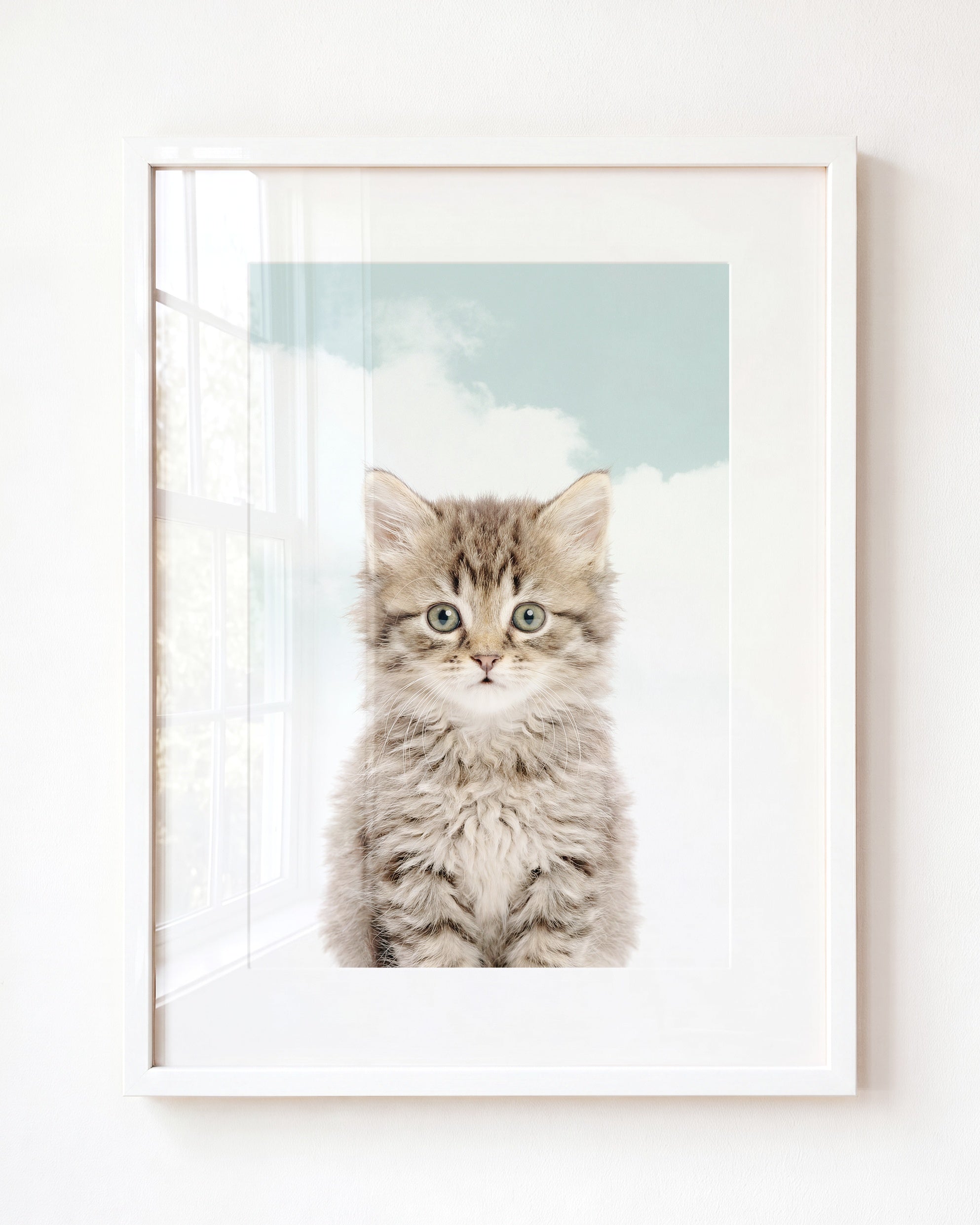 Baby Kitten