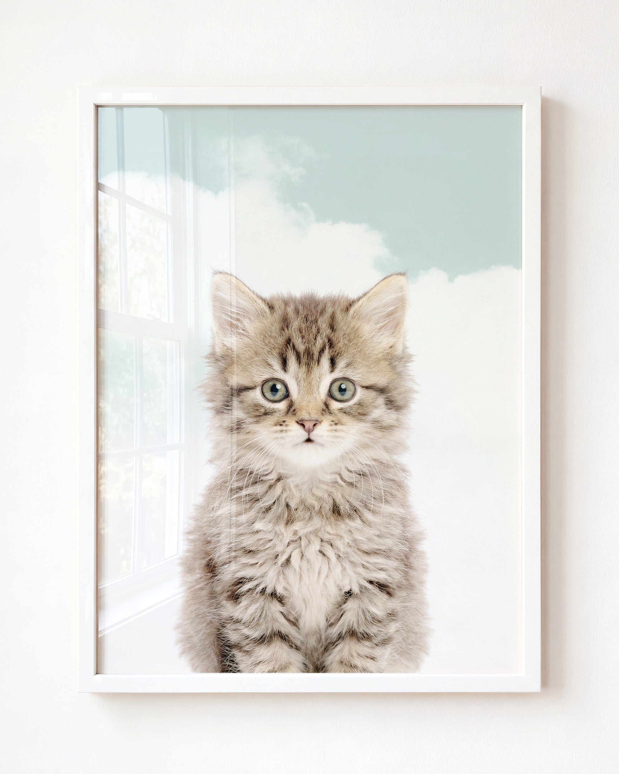 Baby Kitten
