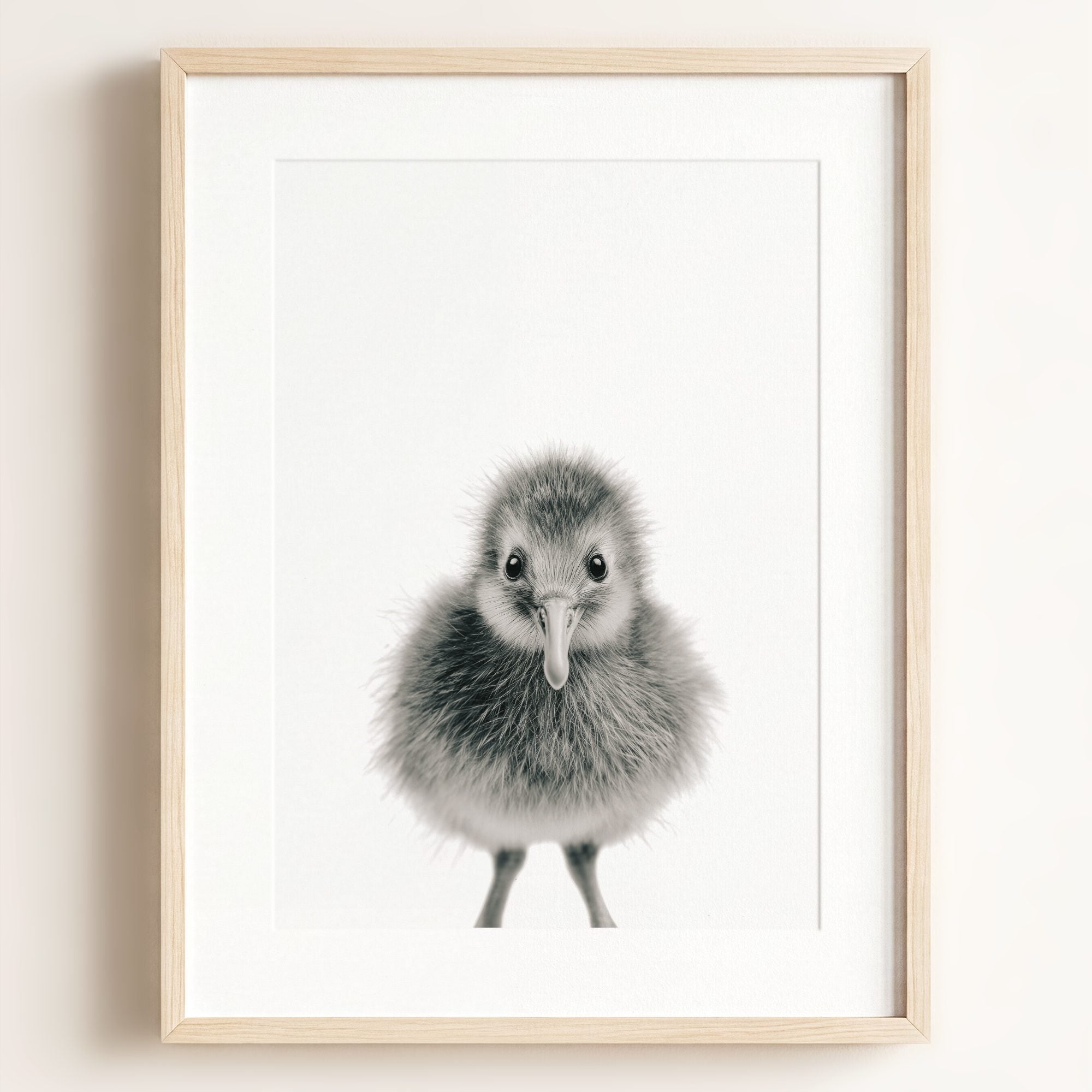 Baby Kiwi Bird