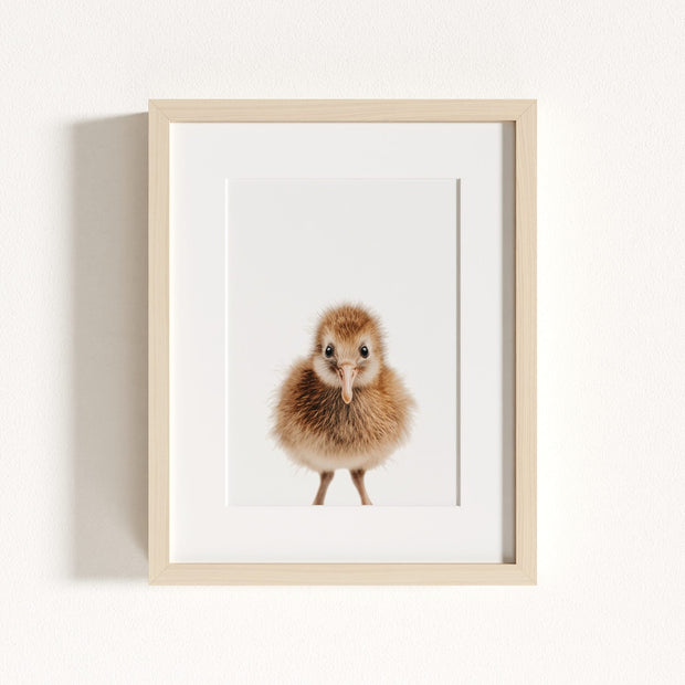 Baby Kiwi Bird