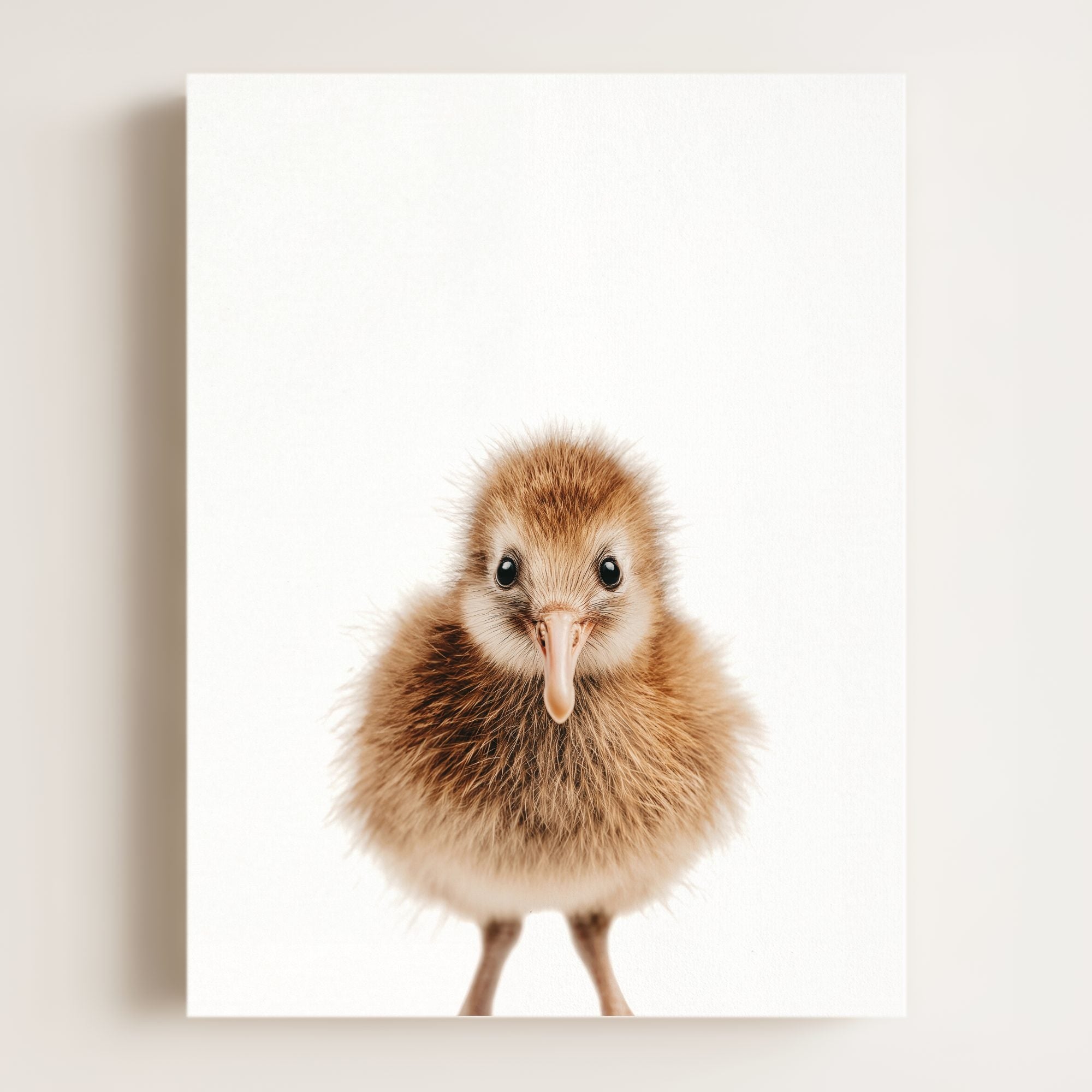 Baby Kiwi Bird