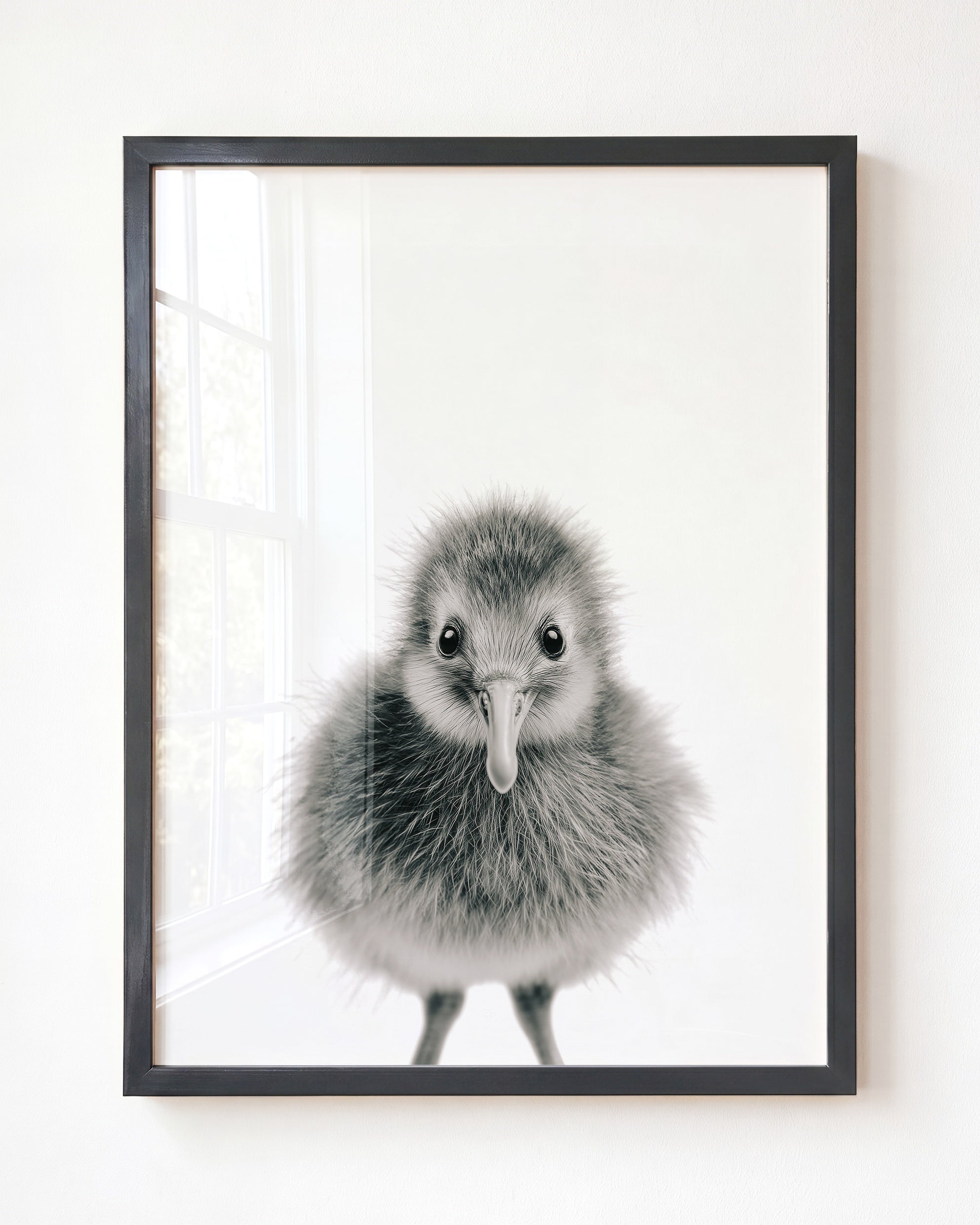 Baby Kiwi Bird
