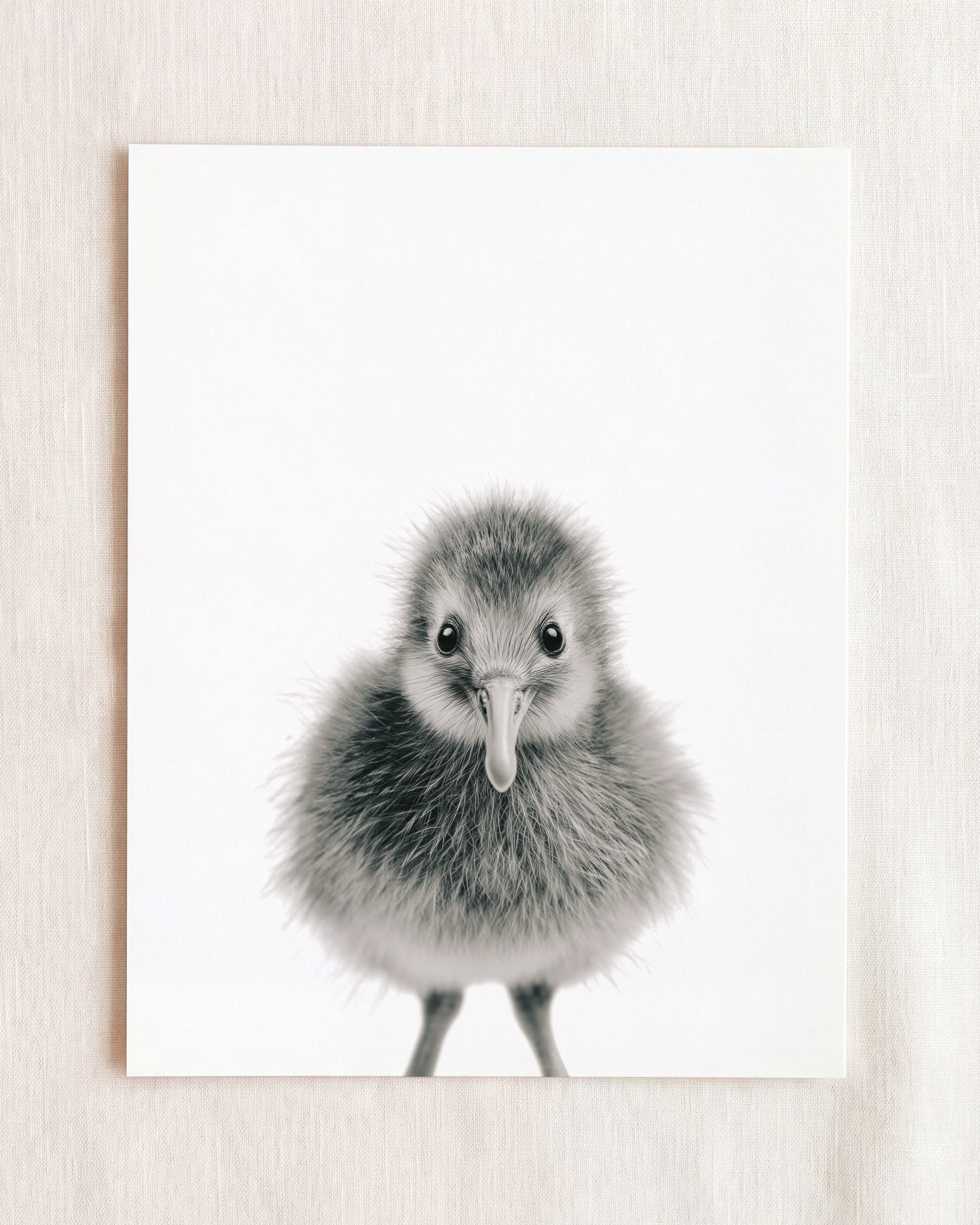 Baby Kiwi Bird