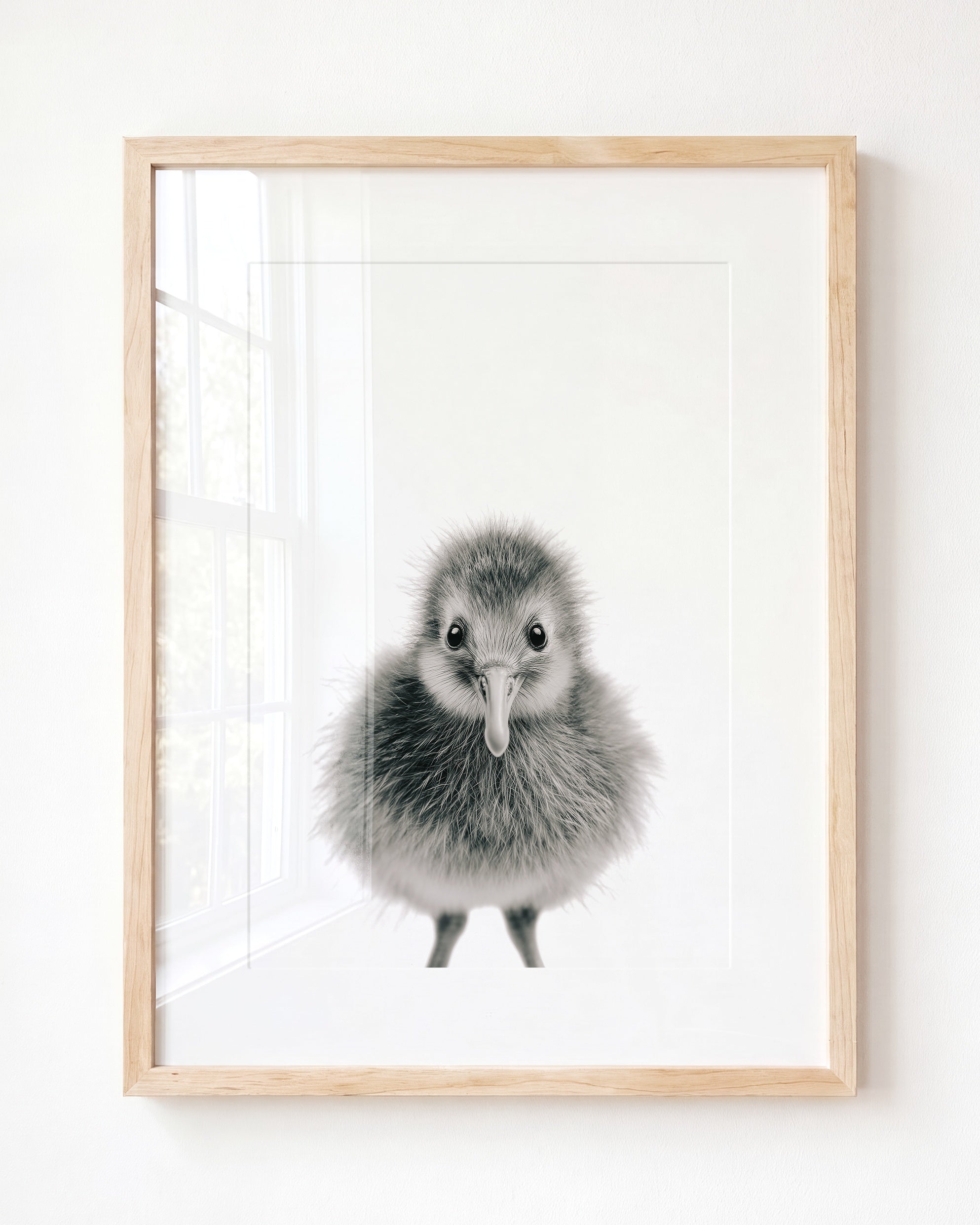 Baby Kiwi Bird