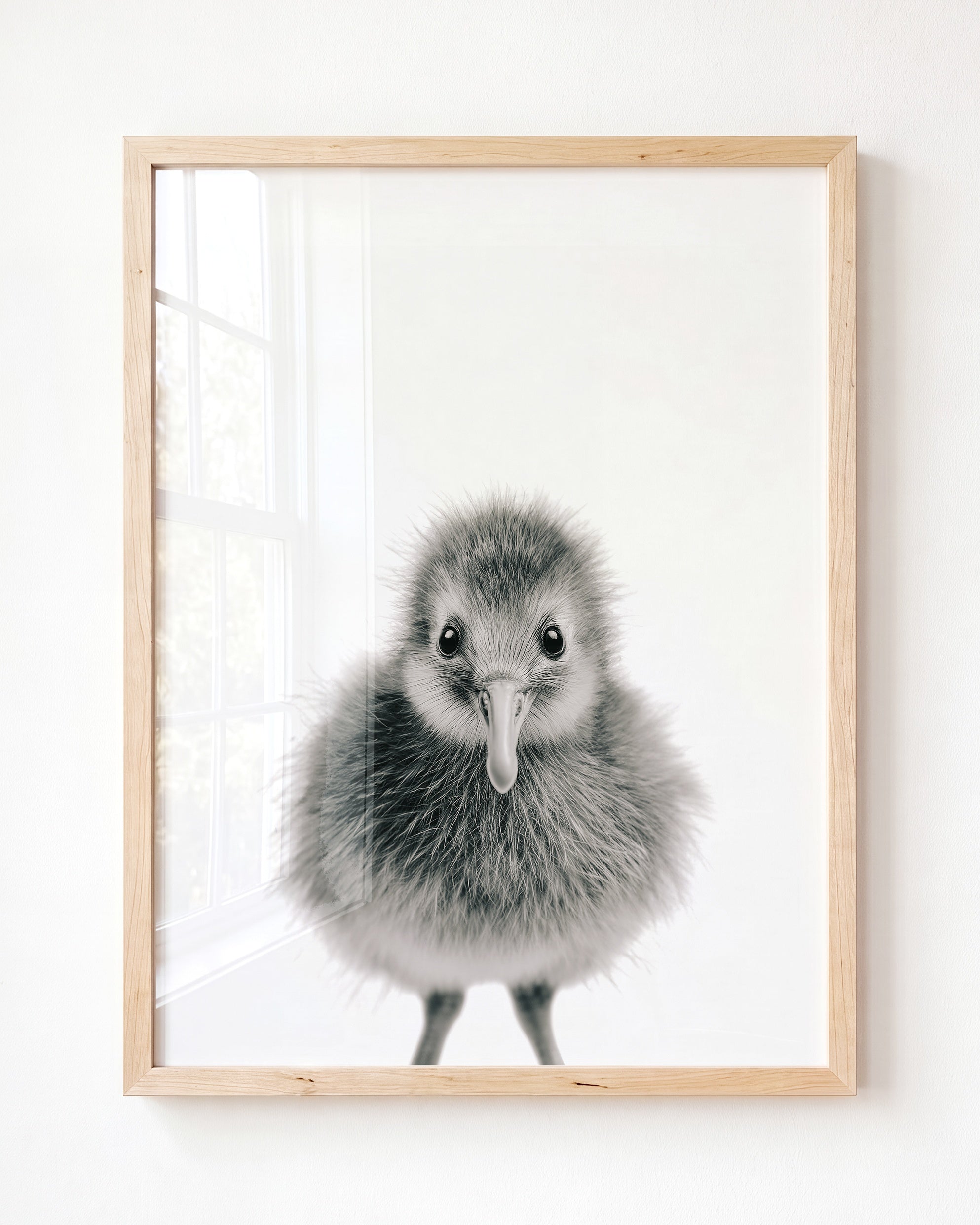 Baby Kiwi Bird