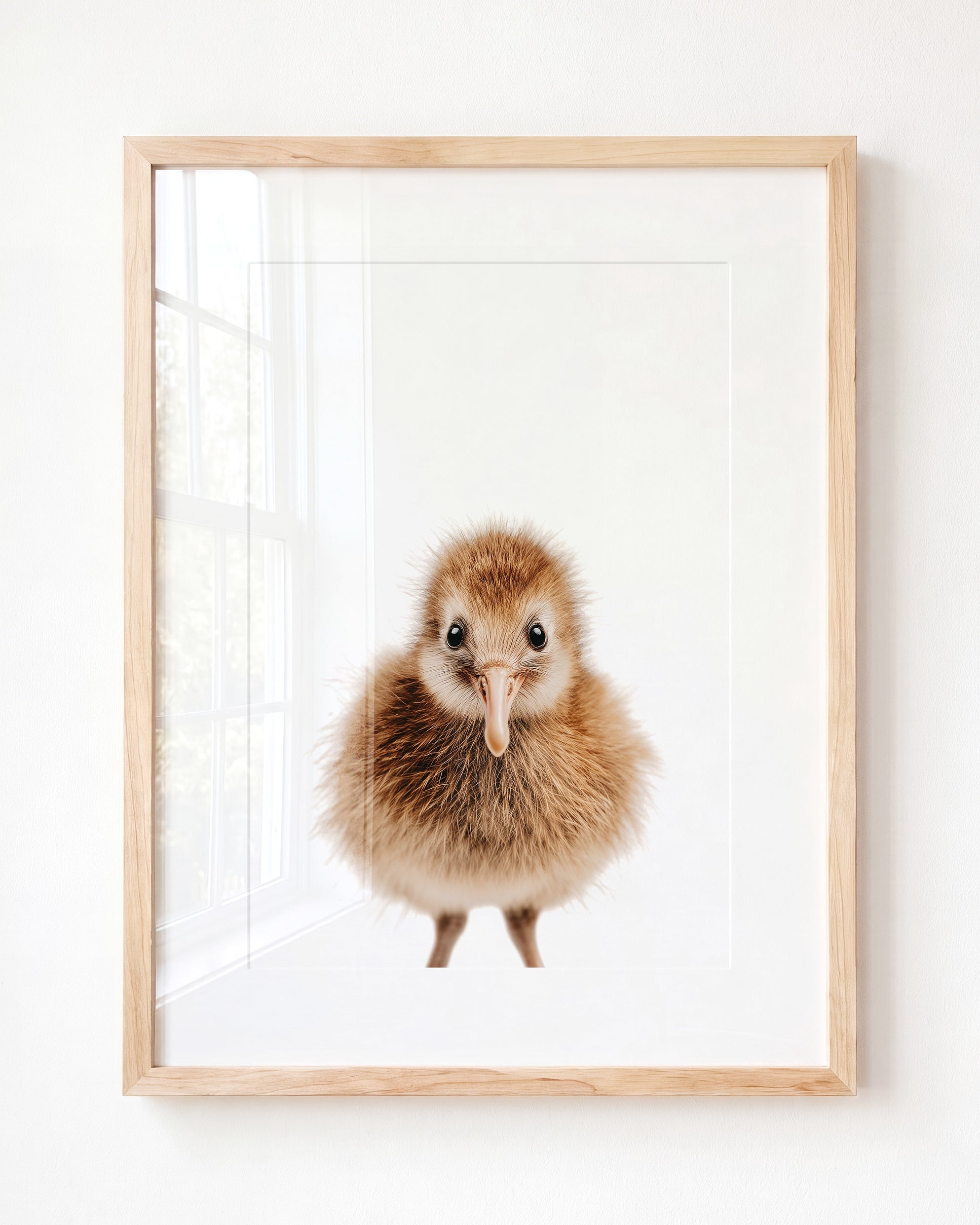 Baby Kiwi Bird