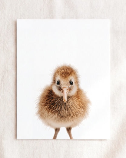 Baby Kiwi Bird