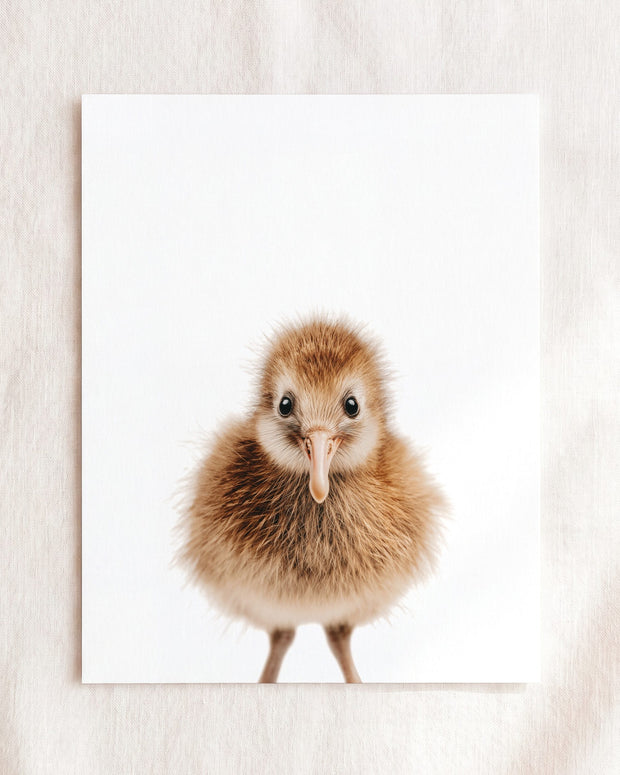 Baby Kiwi Bird