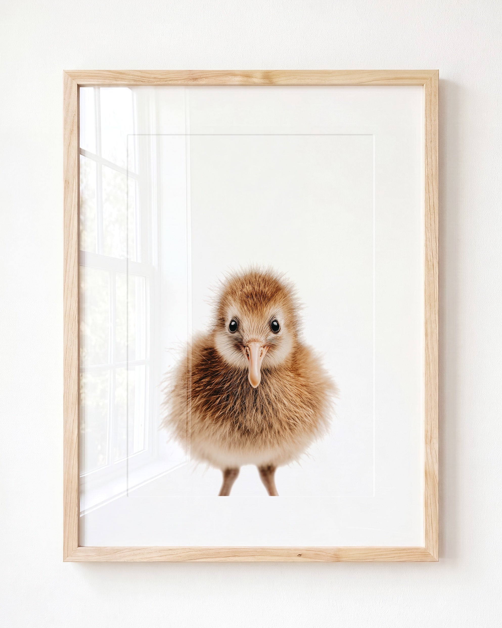 Baby Kiwi Bird