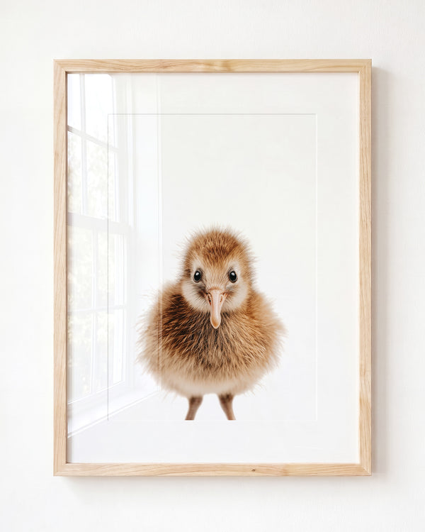Baby Kiwi Bird