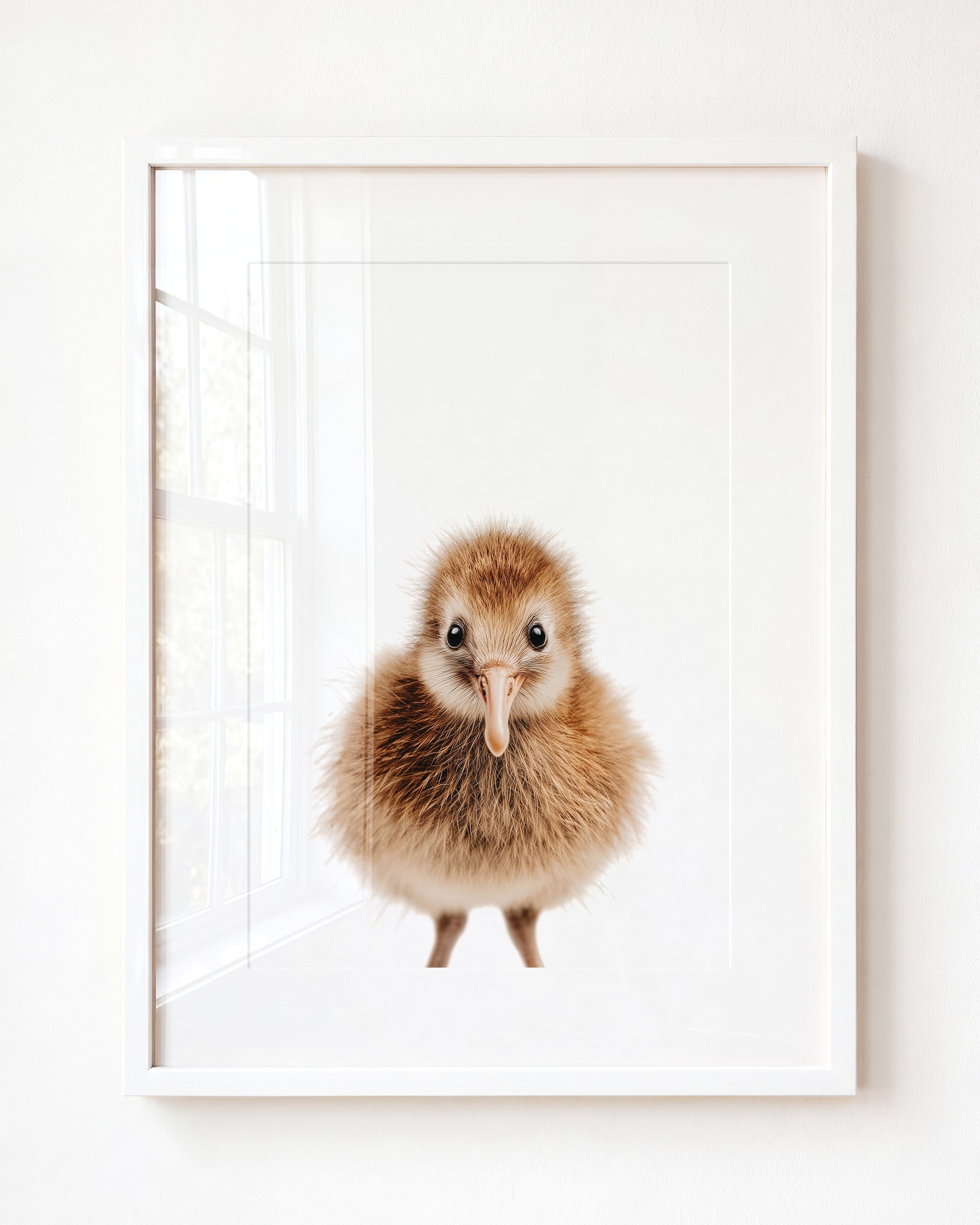Baby Kiwi Bird