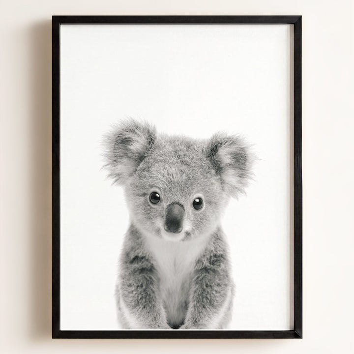 Baby Koala