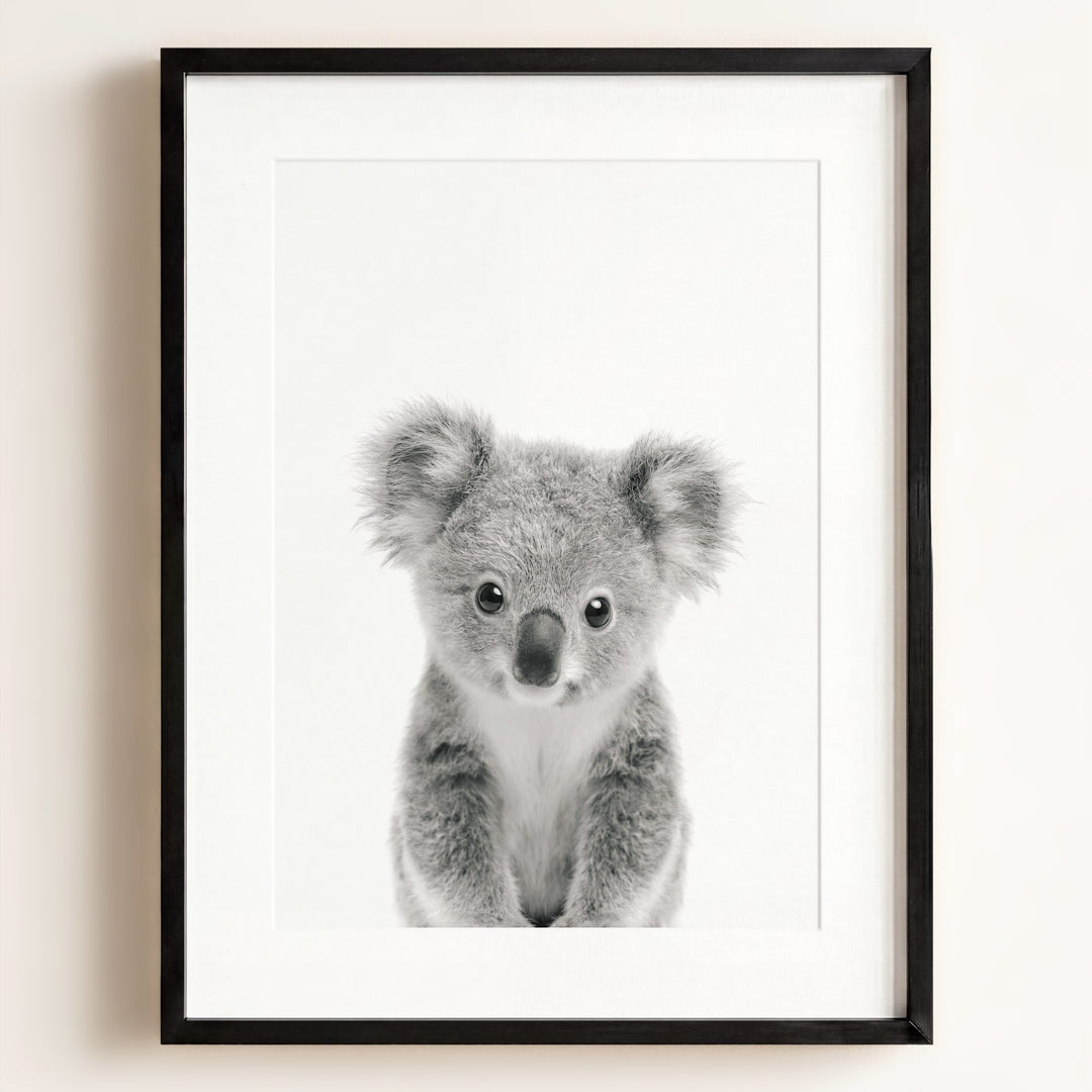 Baby Koala