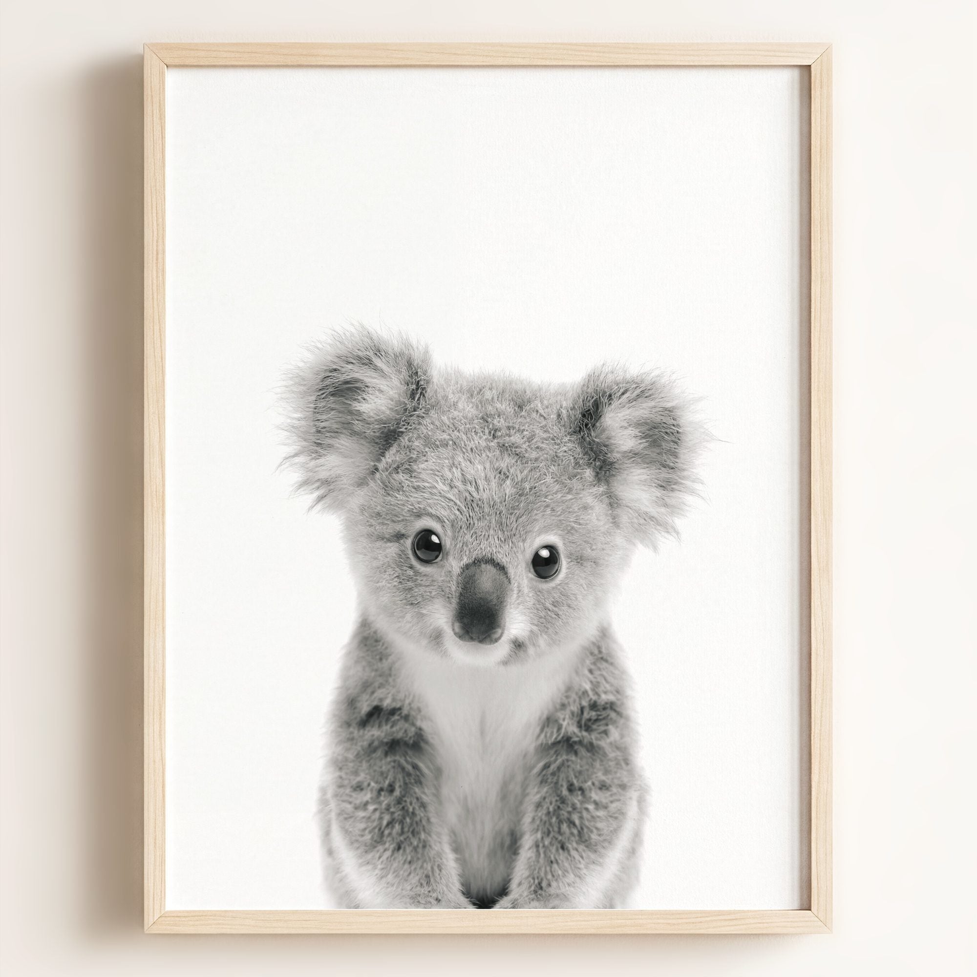 Baby Koala