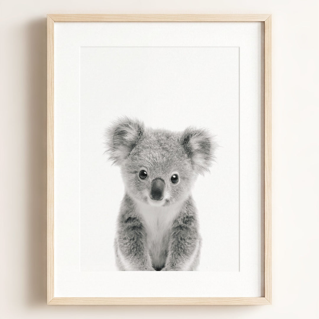 Baby Koala