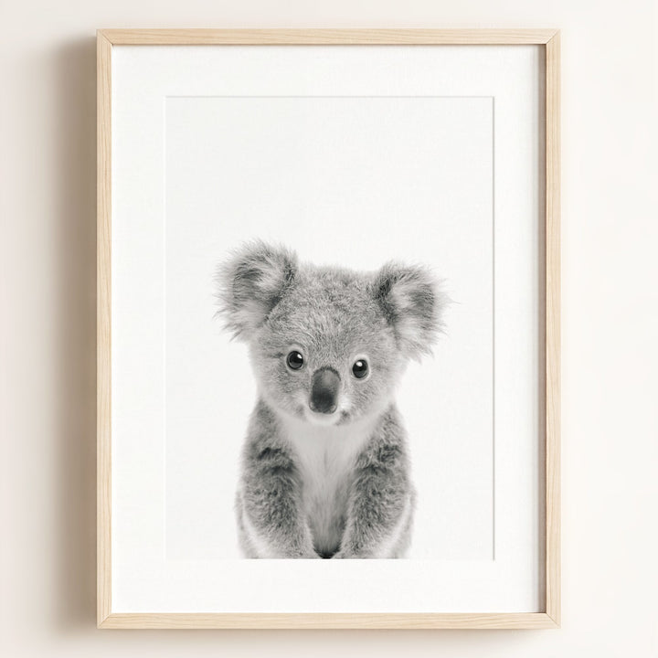 Baby Koala