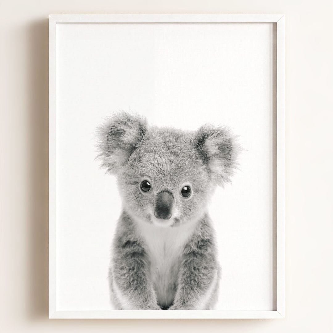 Baby Koala