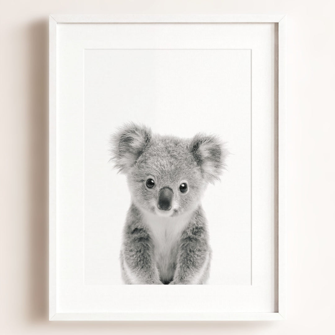 Baby Koala