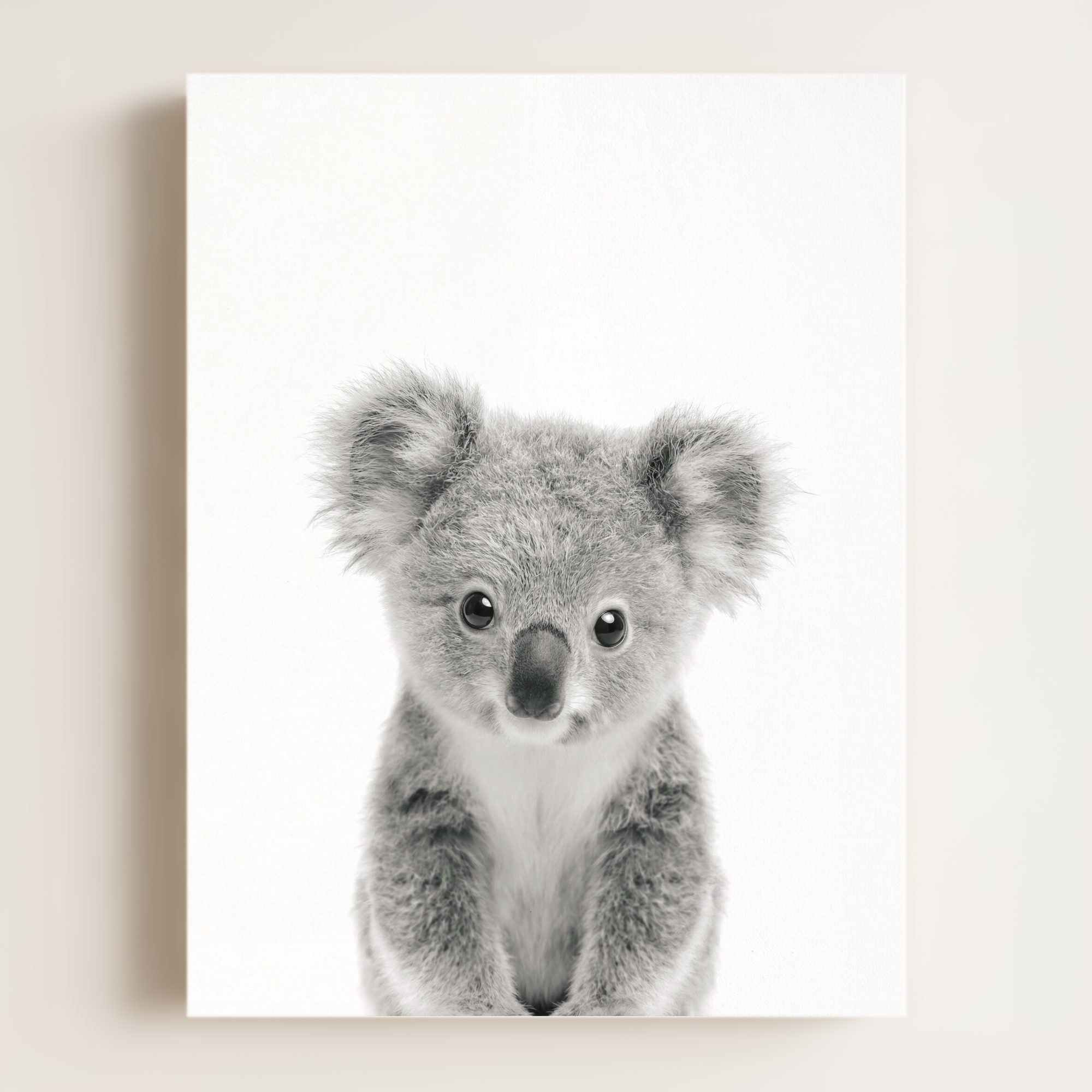 Baby Koala
