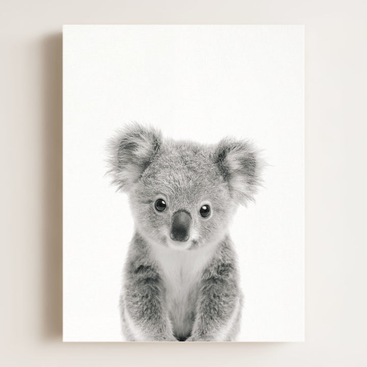 Baby Koala