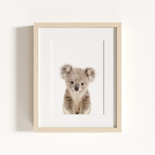 Baby Koala