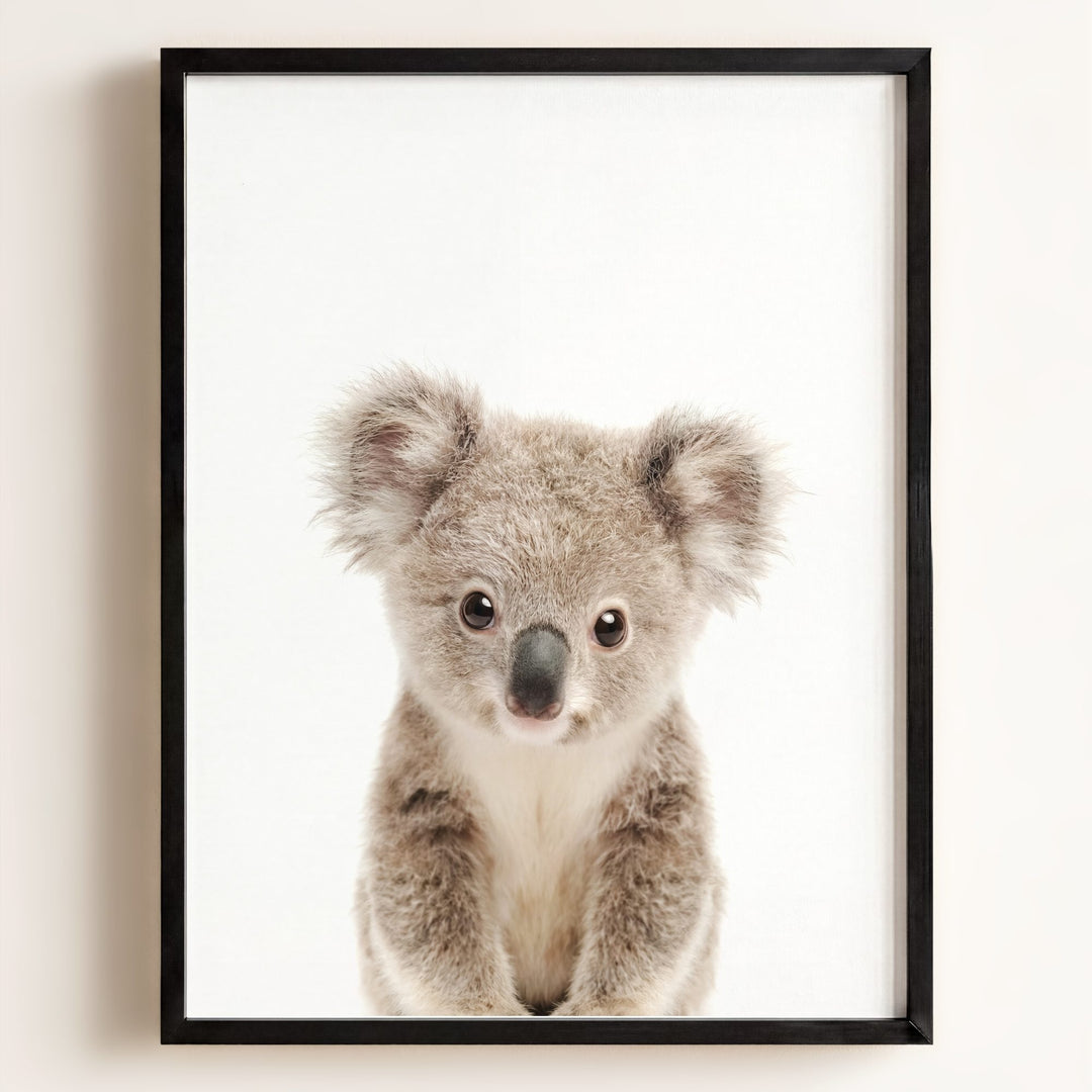 Baby Koala
