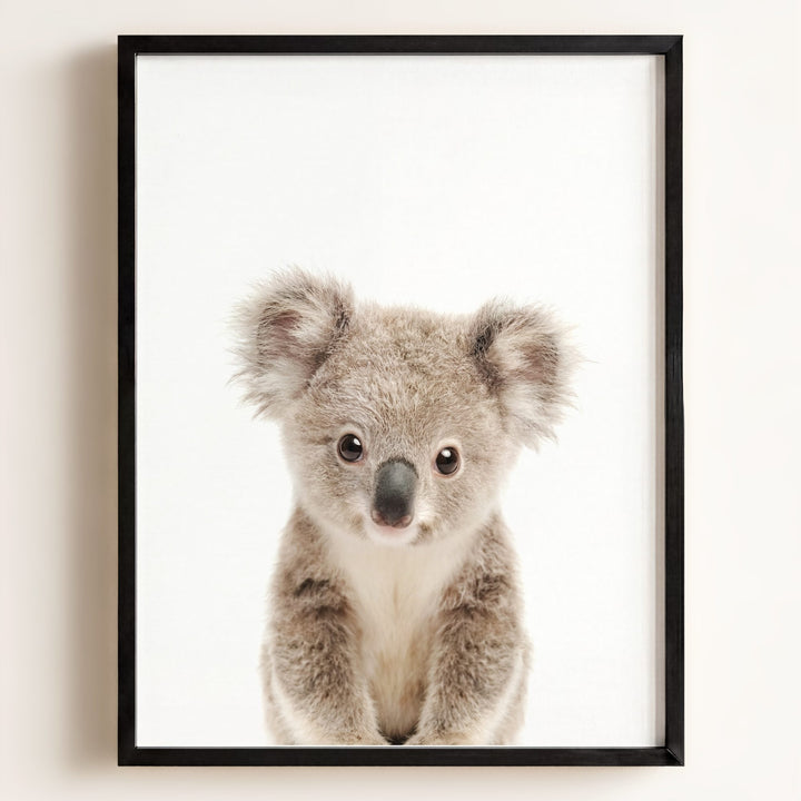 Baby Koala