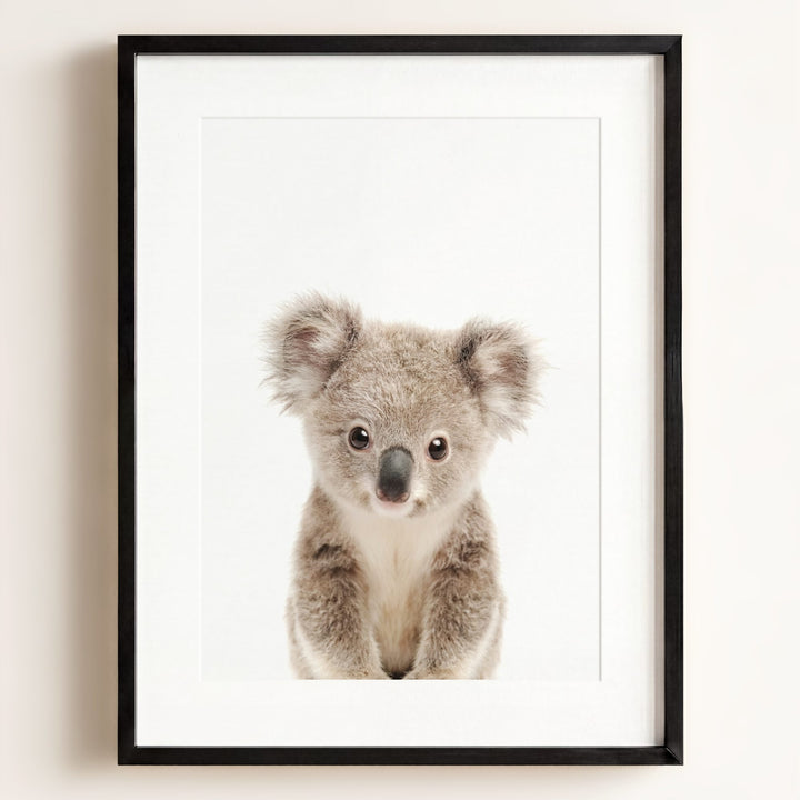 Baby Koala