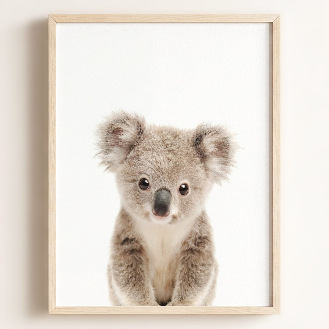 Baby Koala