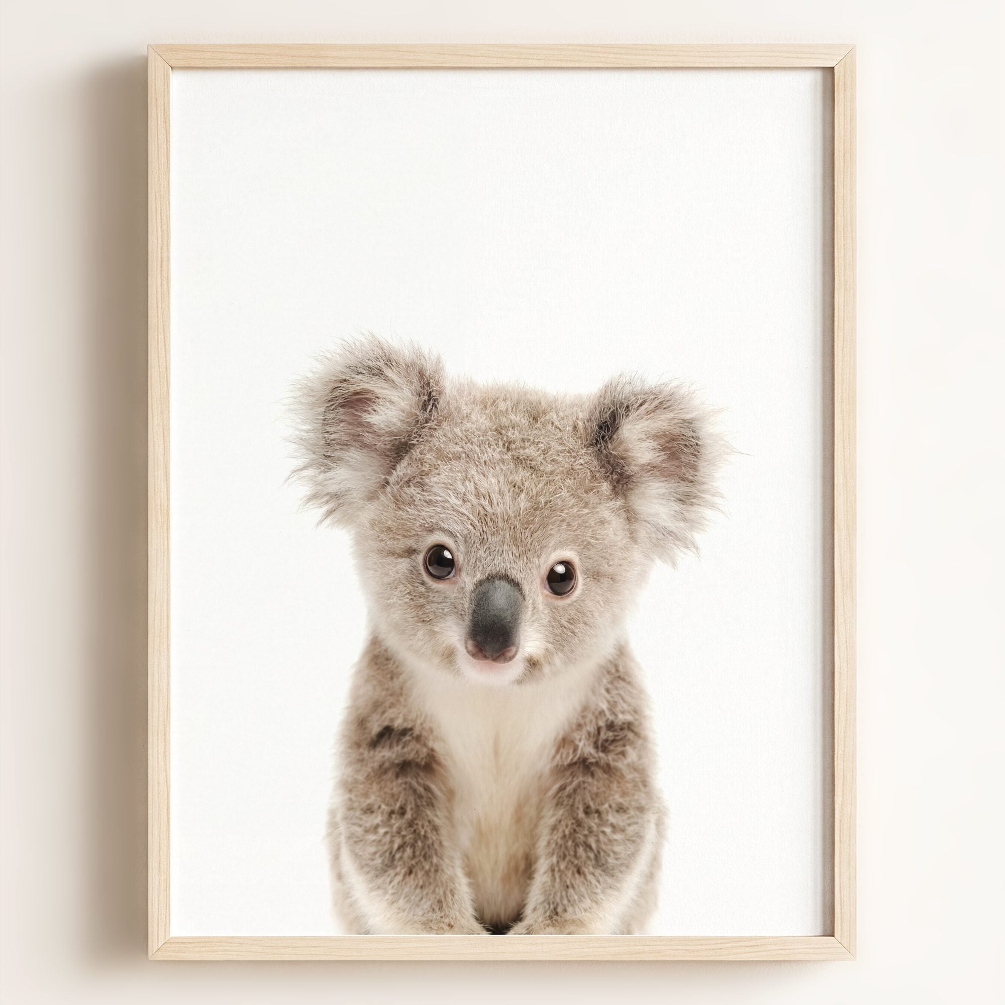 Baby Koala