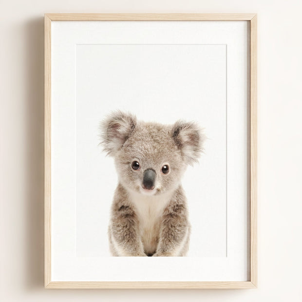 Baby Koala