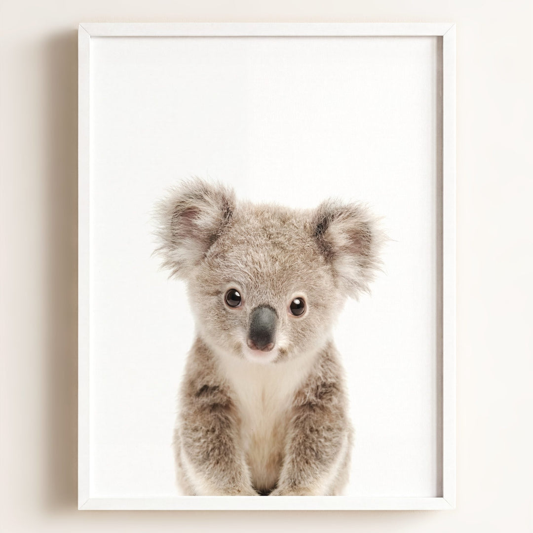 Baby Koala