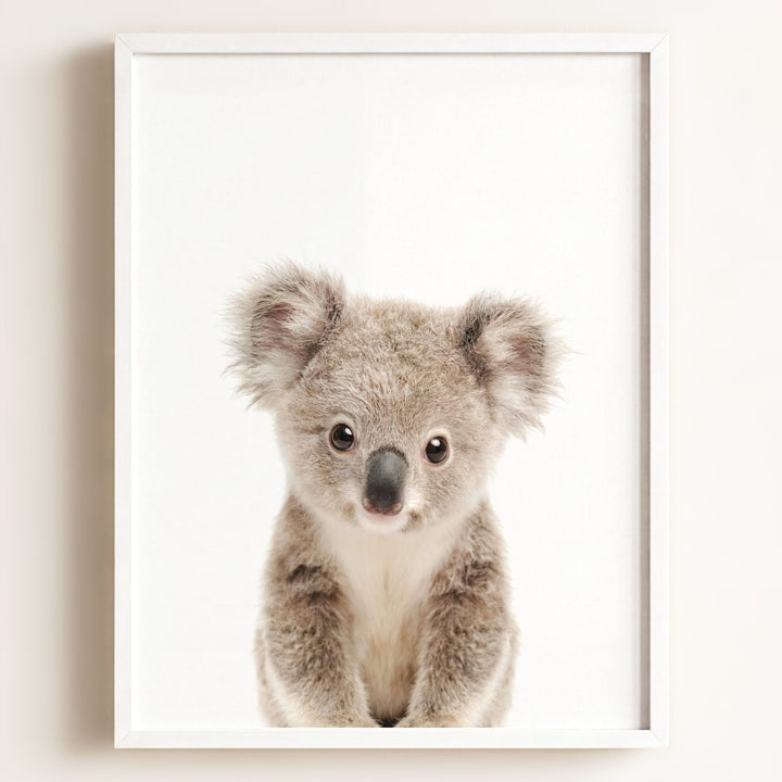 Baby Koala