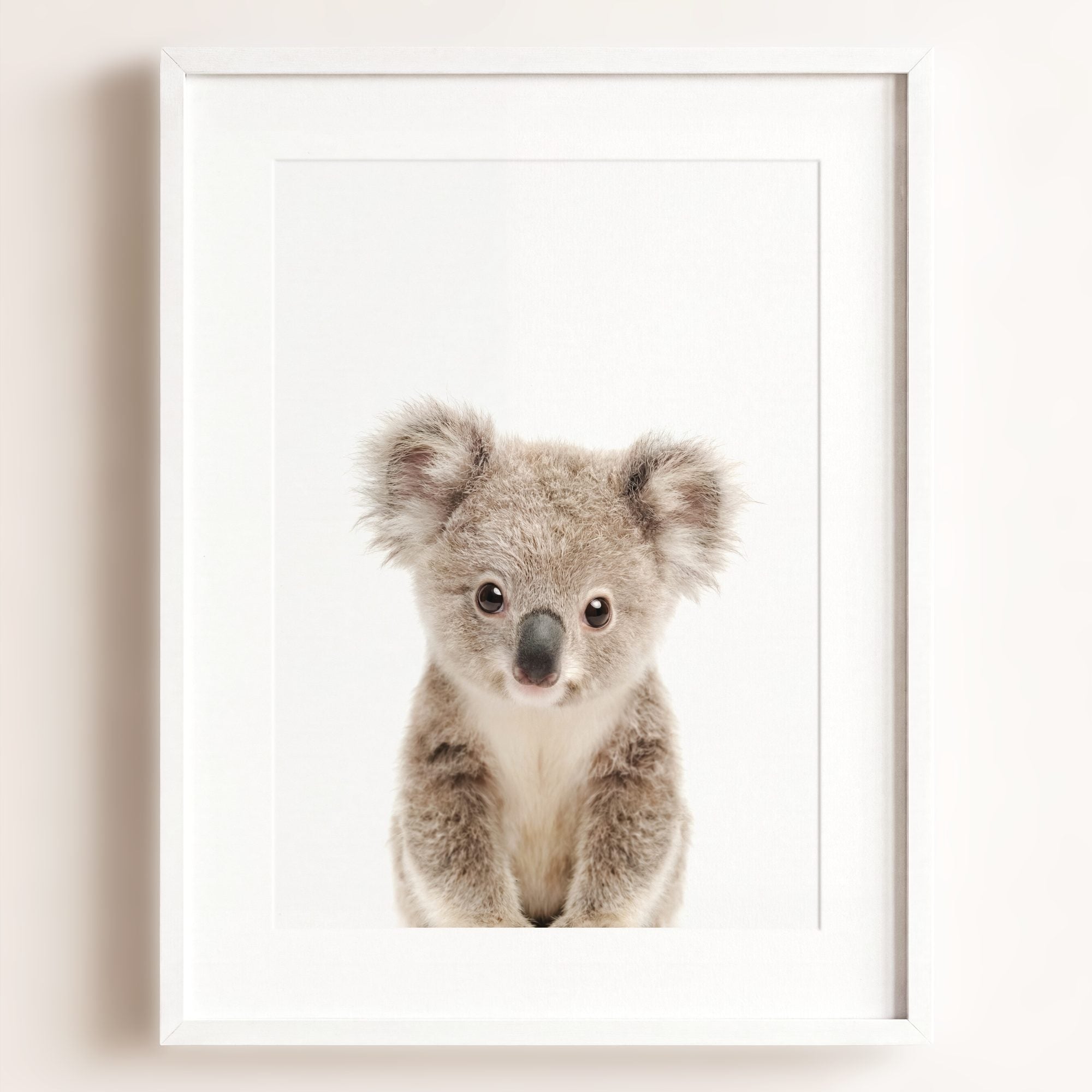 Baby Koala