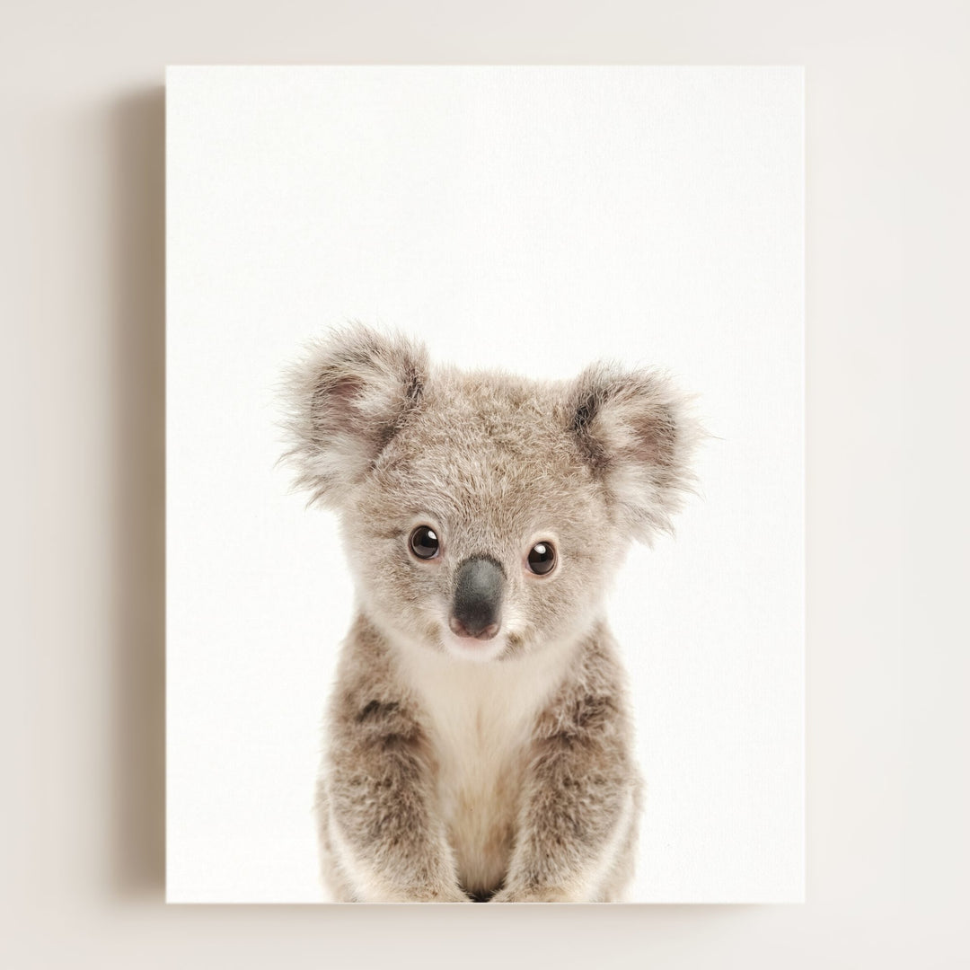 Baby Koala
