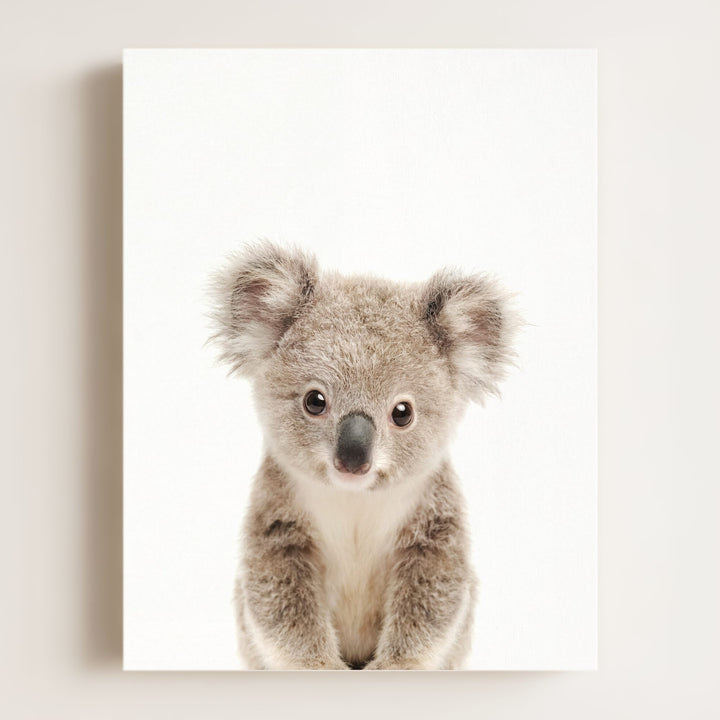 Baby Koala