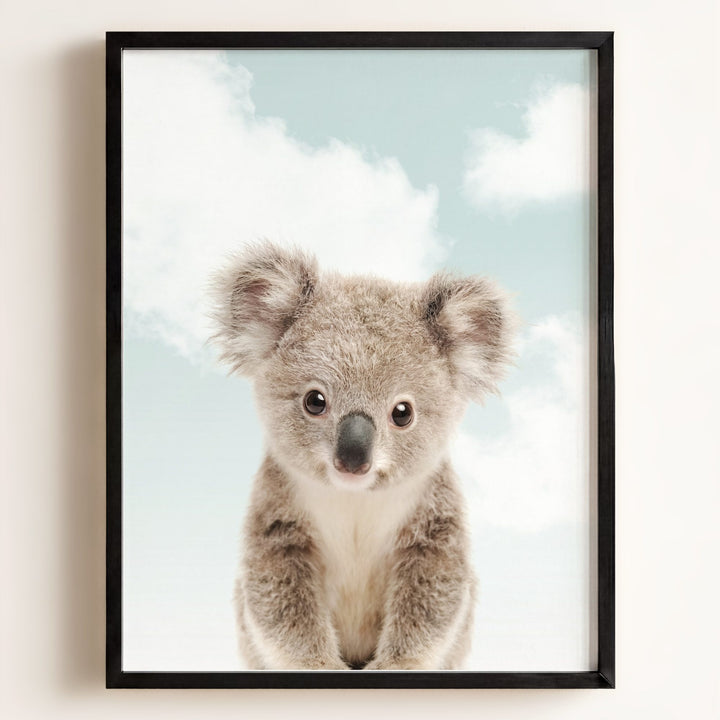 Baby Koala