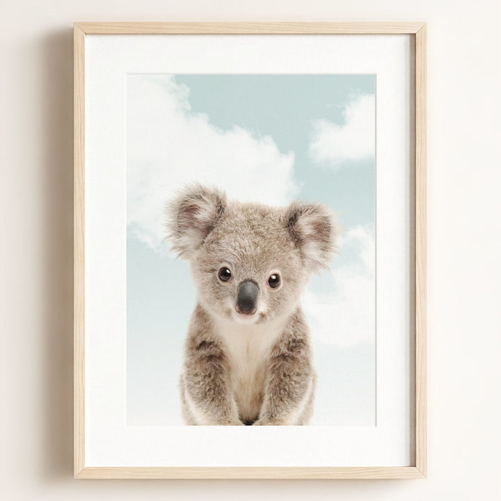 Baby Koala