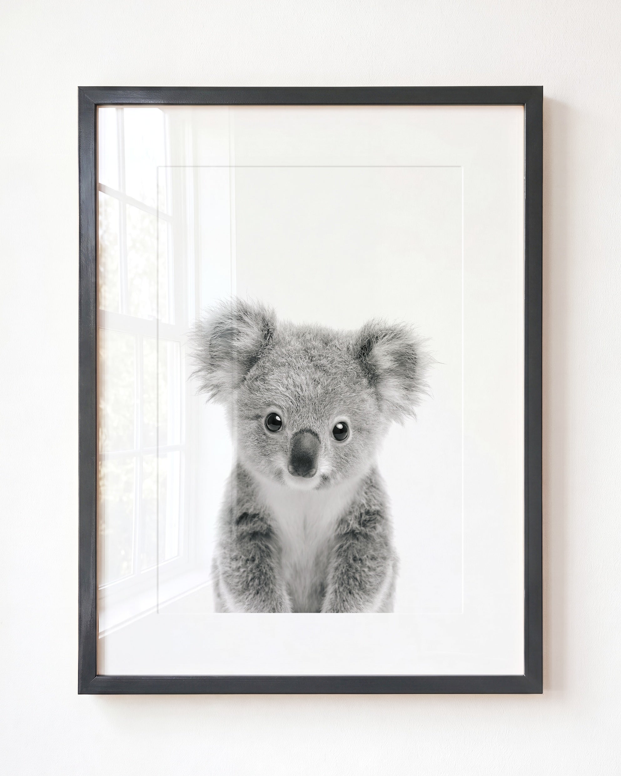 Baby Koala