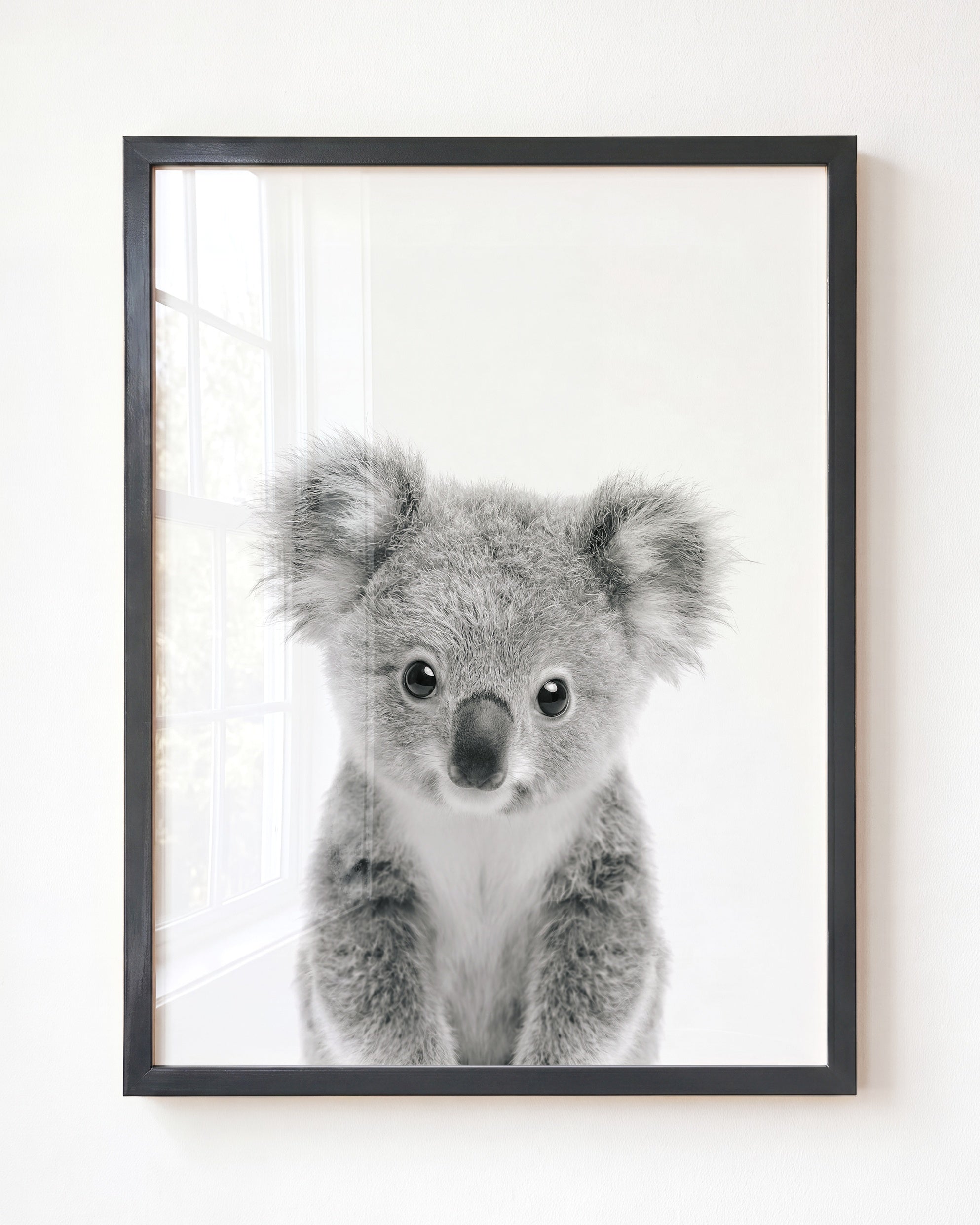 Baby Koala